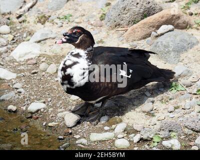 Anatra moscovita, Moschusente, Canard musqué, Cairina moschata, pézsmaréce, isola di São Miguel, Azzorre, Azzorre, Portogallo, Europa Foto Stock