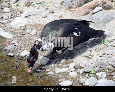 Anatra moscovita, Moschusente, Canard musqué, Cairina moschata, pézsmaréce, isola di São Miguel, Azzorre, Azzorre, Portogallo, Europa Foto Stock