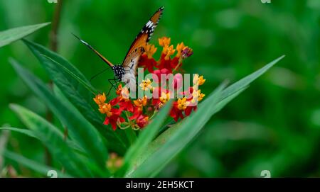 Macro shot fiori gialli e rossi con tigre pianura sfocata o farfalla monarca africana (Danaus chrysippus). Fulflowers del centro con il ritratto della farfalla Foto Stock