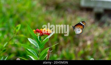 Fiori rossi e gialli con tigre Flying Plain blurry o farfalla monarca africana (Danaus chrysippus). Bella fiori con Portrait farfalla Indietro Foto Stock