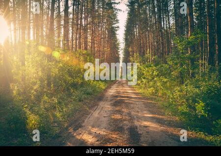 Paesaggio soleggiato con strada che passa attraverso la pineta durante tramonto Foto Stock