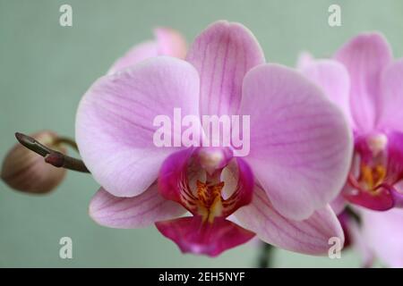 Orchidea rosa con petali delicati, gemme e motivi, orchidea rosa macro, testa di fiore, bellezza in natura, fiore esotico, macro fotografia, foto di stock Foto Stock