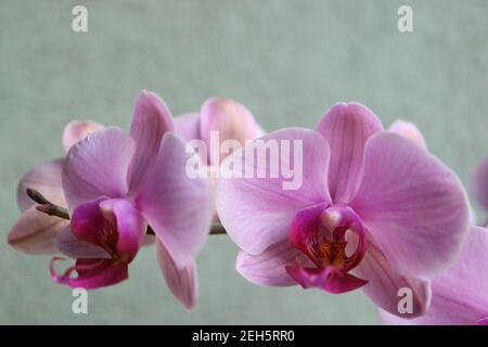 Orchidea rosa con petali delicati, gemme e motivi, orchidea rosa macro, testa di fiore, bellezza in natura, fiore esotico, macro fotografia, foto di stock Foto Stock