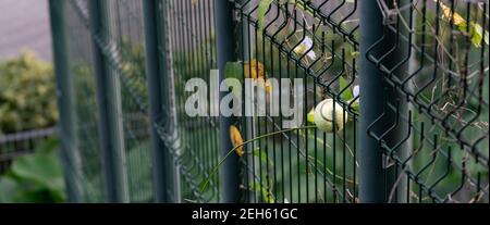 Palla da tennis bloccata nel recinto chainlink. Una palla da tennis verde bloccata nella gabbia blu Foto Stock