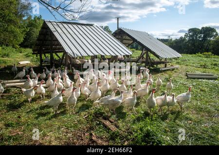 Gregge di tacchini in una fattoria soleggiata a Conowingo, MD Foto Stock