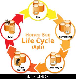 Diagramma che mostra il ciclo di vita dell'illustrazione dell'ape del miele Illustrazione Vettoriale