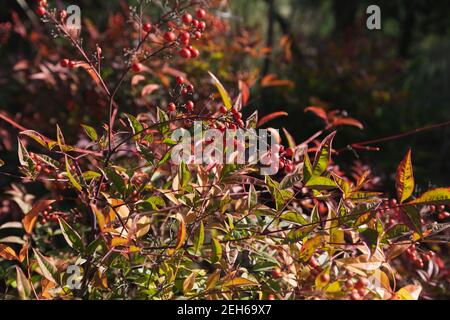 Cibo frutti di bosco. Ciliegio di uccello un piccolo ciliegio o cespuglio selvatico, con frutti rossi amari che vengono mangiati dagli uccelli. Parco esterno in una giornata di sole nella natura Foto Stock