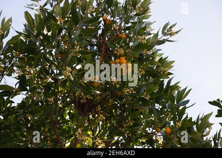 Albero con frutti di arbutus, frutta matura contiene piccole quantità di alcol. Piccoli frutti di arancio su un albero. Giornata di sole nel parco naturale della Catalogna, S. Foto Stock