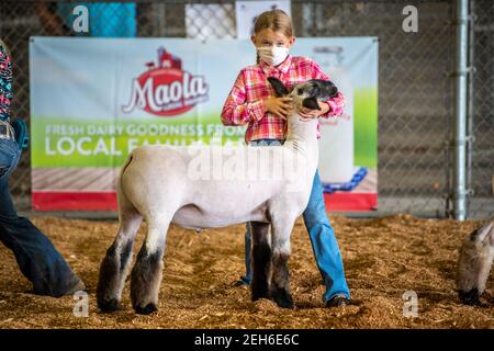 La ragazza tiene il collo delle pecore in alto nell'anello di bestiame alla fiera statale del Maryland, Timonium MD Foto Stock