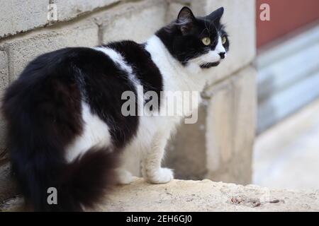 soffice gatto bianco e nero in una giornata luminosa si erge sulle scale, occhi incrociati grandi occhi verdi Foto Stock