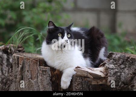 gatto nero e bianco soffice si siede su un ceppo di albero vicino a un letto di fiori, grandi occhi verdi Foto Stock