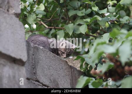 il muso di un gatto grigio sulla recinzione, il gatto guarda fuori dall'alto Foto Stock