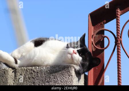 giocoso gatto bianco e nero cammina lungo la recinzione Foto Stock