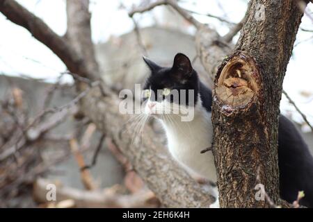 gatto bianco e nero scalò un albero fiorito Foto Stock