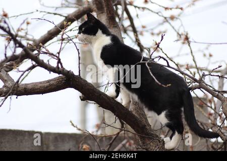 gatto bianco e nero scalò un albero fiorito Foto Stock