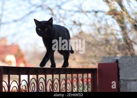 gatto nero cammina su una recinzione in una giornata di sole Foto Stock
