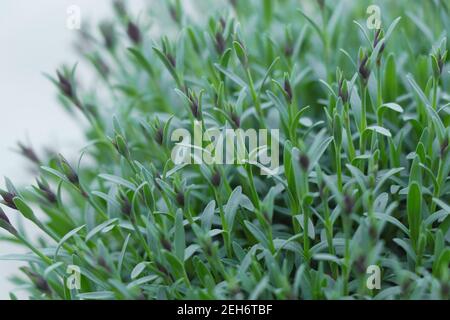 Coltivare fiori da giardino Dianthus alpinus rosa. Fiori da giardino Dianthus alpinus rosa. Dianthus webbianus Foto Stock