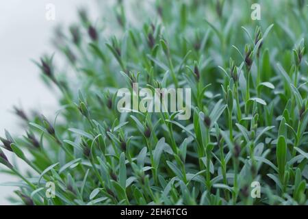 Coltivare fiori da giardino Dianthus alpinus rosa. Fiori da giardino Dianthus alpinus rosa. Dianthus webbianus Foto Stock