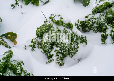 Primo piano di kale curly nella neve (Brassica oleracea) Foto Stock