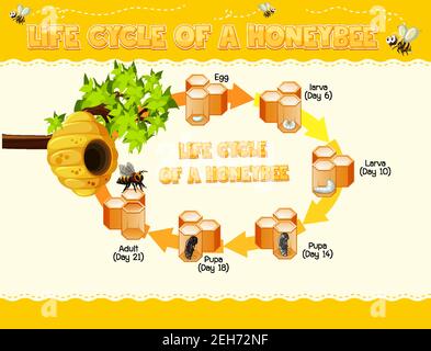 Diagramma che mostra il ciclo di vita dell'illustrazione dell'ape del miele Illustrazione Vettoriale