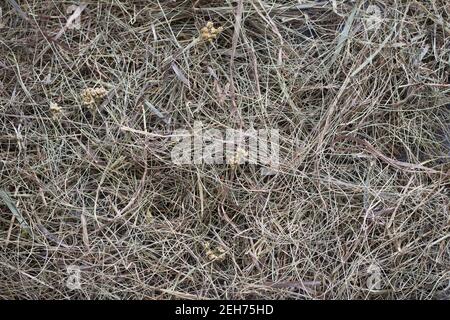 Fieno di fondo o tessitura, erba secca, orizzontale, vista dall'alto Foto Stock