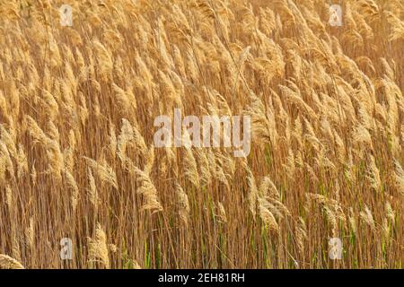 Pettine asciutto sul lago, strato di lamella, semi di lamella. Erba di canna dorata, erba di pampas. Astratto sfondo naturale. Splendido motivo con colori neutri. Min Foto Stock