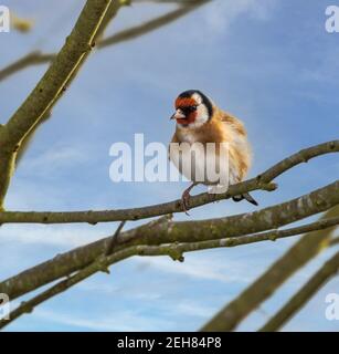 Cardellino europeo (Carduelis carduelis) seduto su un ramo di un albero Foto Stock