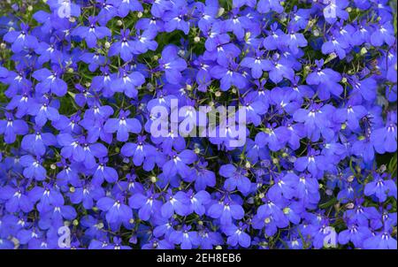 Lobelia. Coda blu Lobelia zaffiro fiori o fringing Lobelia o Lobelia Erinus 'Sapphire'. Bordando Lobelia. Fiori come sfondi. Foto Stock