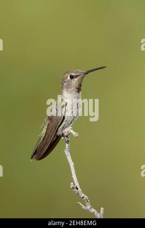 Il giovane maschio di Anna Hummingbird, Calypte anna, arroccato su ramoscello. Foto Stock