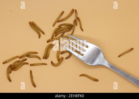 mealworms o tenebrio molitor per il consumo umano entomophogy Foto Stock