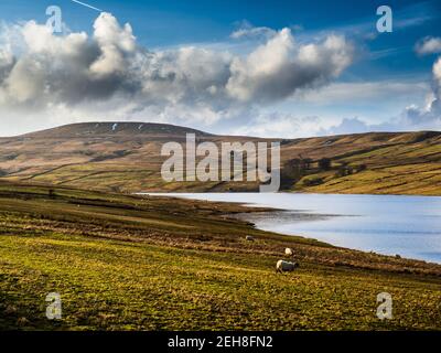 Cicatrice House serbatoio con pecora. Nidderdale. Yorkshire Dales Foto Stock