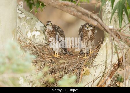 Goshawk settentrionale nestlings, Accipiter gentilis, mangiando uccello al nido in sycamore albero. Foto Stock