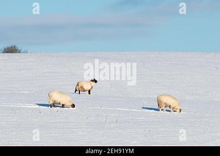 Pecore mangiare erba attraverso la neve - Scozia, Regno Unito Foto Stock