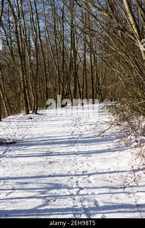 Percorso nella foresta con una curva in inverno con neve Foto Stock