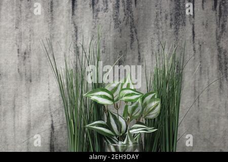 Primo piano di verde di fronte a sfondo grigio Foto Stock