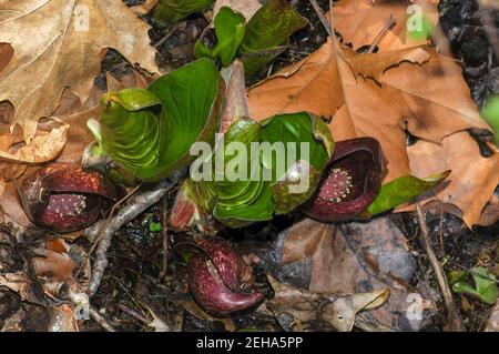 Skunk Cabbage emergente nel tardo inverno Foto Stock