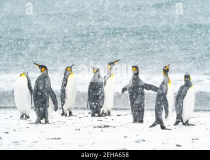 8 pinguini re reagiscono a una rara nevicata estiva nella Baia di St. Andrews, Georgia del Sud Foto Stock