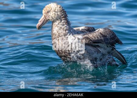 Un Northern Giant Petrel si tidisce con un bagno dentro Le acque al largo della Georgia del Sud Foto Stock