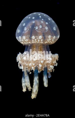 Medusa orlata o medusa dorata, Mastigias papua, appena sotto la superficie di notte, Raja Ampat, Indonesia. Foto Stock