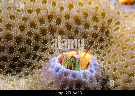 Questa specie di granchio eremita di corallo, Paguritta vittata, vive in un buco in corallo duro e trappole che passa plancton nelle sue antenne piume, Yap, federate Foto Stock