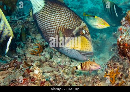 Questo baffi o triggerfish di titan, Balistoides viridesens, è raffigurato strappandosi nella barriera corallina per arrivare ad una spugna. Questa specie può essere molto aggregante Foto Stock