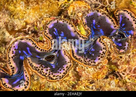 Il clam gigante noioso, Tridacna Crocea, si scurrà in profondità in crepe nella barriera corallina e può formare colonie dense in alcuni luoghi, Yap, Stati federati di Foto Stock