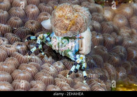 Questo particolare granchio decoratore, Cyclocoeloma tuberculata, può essere coperto in vari invertebrati, ma più spesso preferisce i corallimorfi del Discoso Foto Stock
