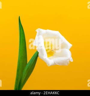 Bella primavera fiori tulipano bianco, su sfondo di carta giallo con posto per il tuo testo Foto Stock