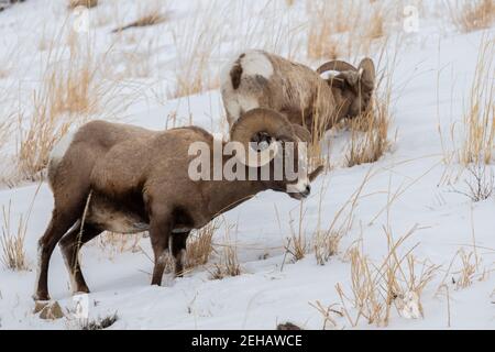 Stati Uniti, Wyoming, Parco Nazionale di Yellowstone. Due maschi di pecora corna grande (SELVATICA: Ovis canadensis) sulla collina innevata. Foto Stock