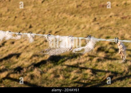 Lana di pecora catturata su filo spinato in un campo con un'ombra sull'erba Foto Stock