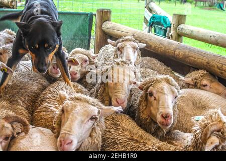 Cane da pastore in piedi sulla cima di pecora umida sporca dentro una penna dopo averle portate dal Paddock in Australia - fuoco selettivo Foto Stock