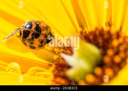 Ladybird , ladybug , appollaiato su un fiore giallo Foto Stock