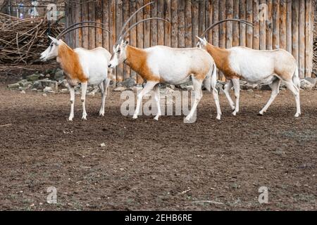 Damma Oryxes Sable di fronte a recinzione di legno Foto Stock