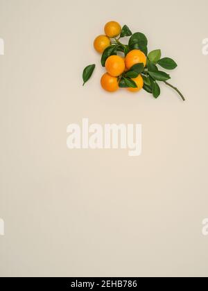 Clementine fresche con foglie verdi su sfondo beige. Ibrido di tangerini di piccole dimensioni. Vista dall'alto, spazio di copia. Foto Stock